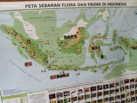 Image of PETA SEBARAN FLORA DAN FAUNA DI INDONESIA